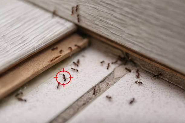 Best Affordable Pest Control Services  in Jennings, LA