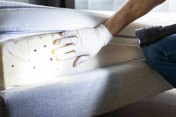 Best Cockroach Control Services  in Jennings, LA